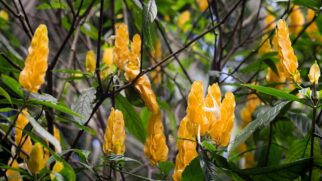 Planta Camarão Amarelo (Foto_ Deni Williams_Wikimedia Commons)