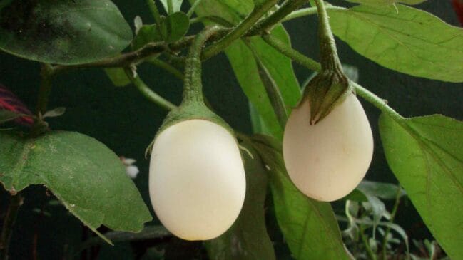 Planta-ovo (Solanum ovigerum) (Foto_ Lon&Queta_Flickr_Creative Commons)