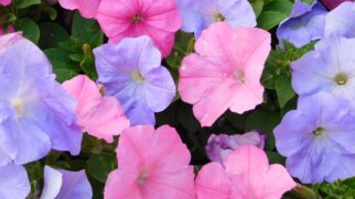 Planta primavera (Foto_ Zuzanna Musial_Pexels)