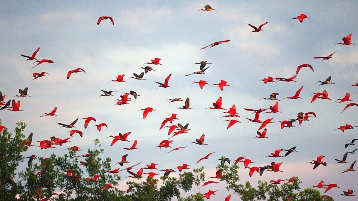 Revoada dos Guarás (Foto_ Mike's Birds_Wikimedia Commons)