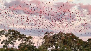 Revoada dos Guarás no Delta do Parnaíba (Foto_ Divulgação_Delta Rio Parnaíba Turismo)