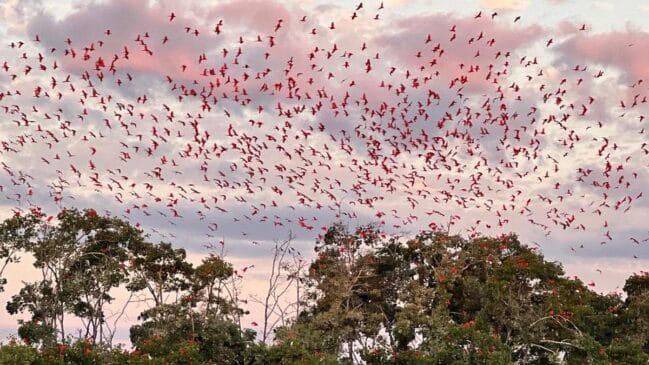 Revoada dos Guarás no Delta do Parnaíba (Foto_ Divulgação_Delta Rio Parnaíba Turismo)