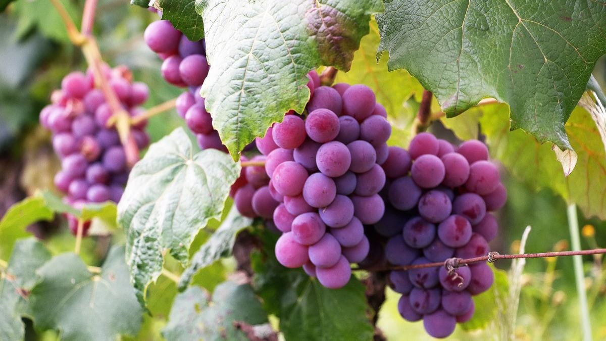 Uva roxa (Foto_ Luiz M. Santos_Pexels)