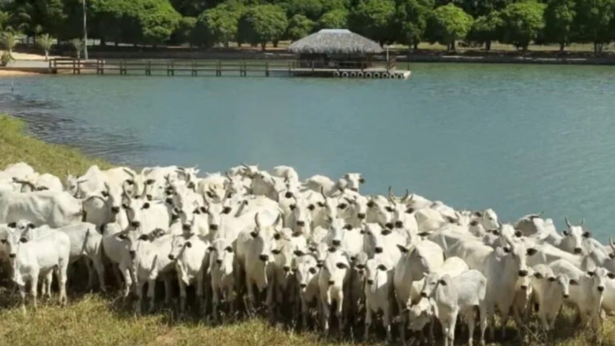 Zezé di Camargo fazenda (Foto_ Reprodução) (1)