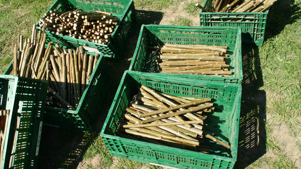 Quatro anos depois do início, o projeto foi ampliado em mais quatro hectares e recebeu outras 4 mil estacas de choupos e salgueiros (Foto: Divulgação / Hof Hartmann)