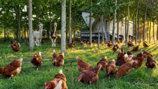 Projeto foi iniciado com 1.500 mudas de árvores (Foto: Divulgação / Hof Hartmann)
