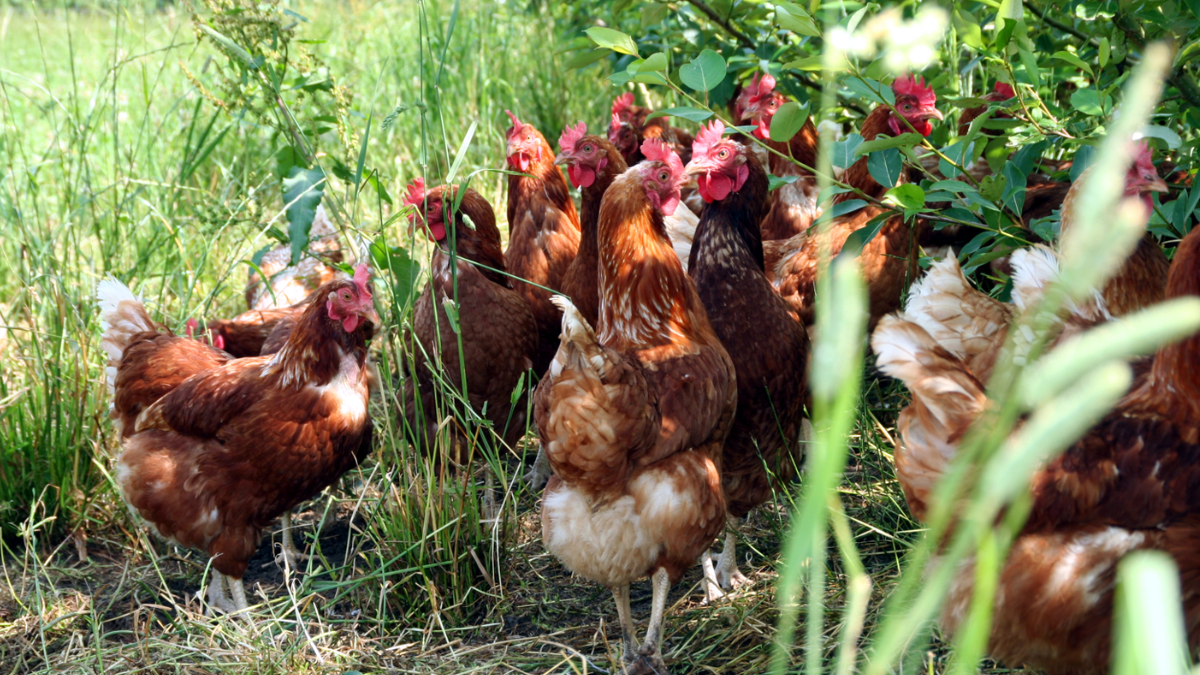 Com a vegetação mais consolidada, as galinhas passaram a circular livremente entre as árvores, ciscando, buscando insetos e aproveitando o ambiente sombreado (Foto: Divulgação / Hof Hartmann)