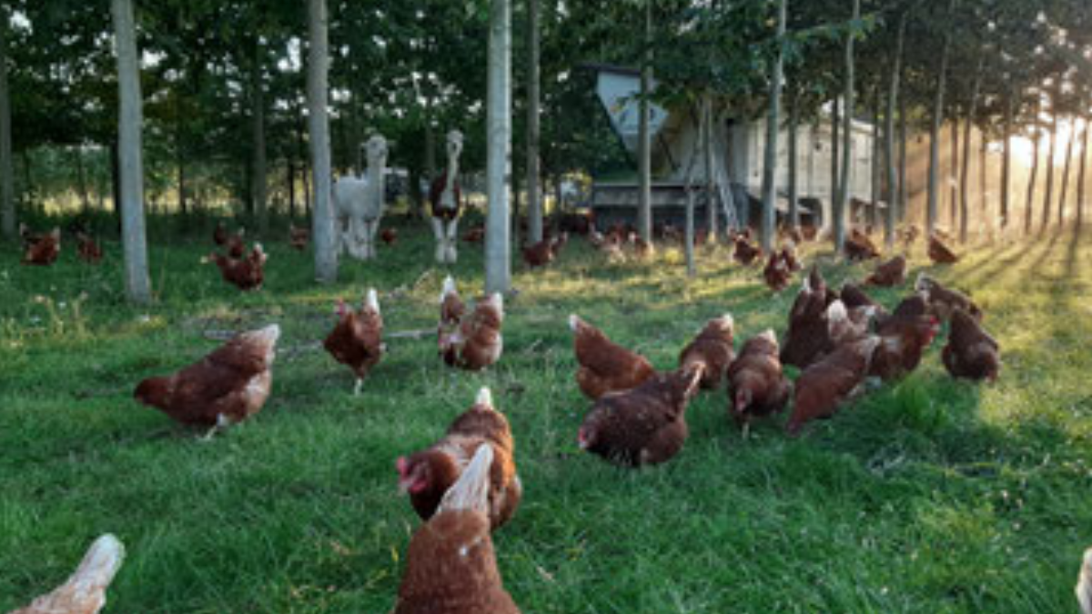 Hoje, a paisagem reúne árvores, galinheiros móveis, aves e alpacas, que ajudam a compor a cena mais curiosa e simbólica do projeto alemão (Foto: Divulgação / Hof Hartmann)
