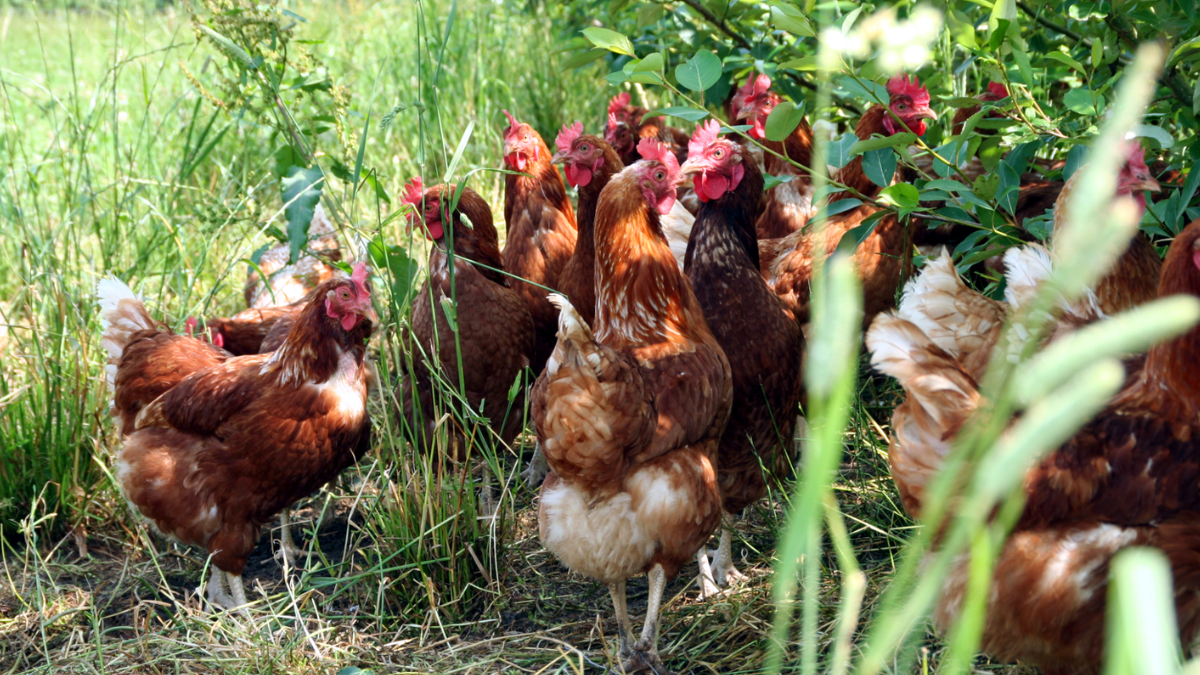 Cada animal dispõe de aproximadamente 10 metros quadrados de área externa, segundo a própria fazenda. Os galinheiros são móveis e mudam de posição regularmente (Foto: Divulgação / Hof Hartmann)