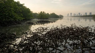 Manguezal na costa de Quintana Roo com água salobra e raízes expostas