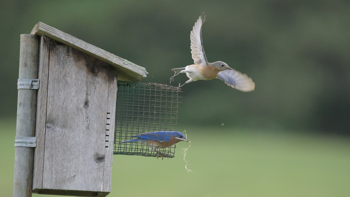Os Eastern Bluebirds estão entre as espécies para as quais Aamir já construiu caixas; esses pequenos abrigos podem virar locais de reprodução para as aves (Foto: Wcedmisten / Wikimedia Commons)