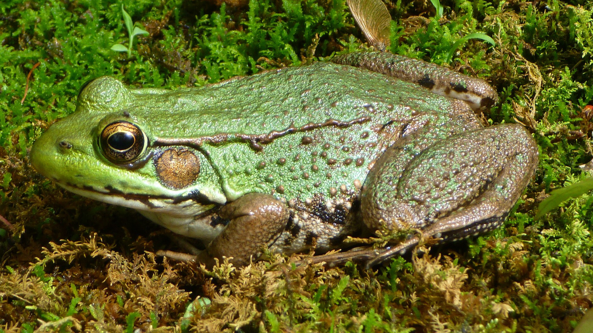 Com o passar dos anos, as rãs-verdes se tornaram parte da paisagem sonora criada no quintal (Foto: Contrabaroness / Wikimedia Commons)