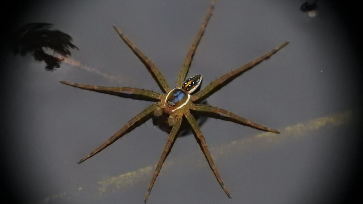 Aranhas do gênero Dolomedes conseguem se deslocar pela superfície da água e fazem parte da fauna encontrada em ambientes desse tipo (Foto: JeffreyGammon / Wikimedia Commons)