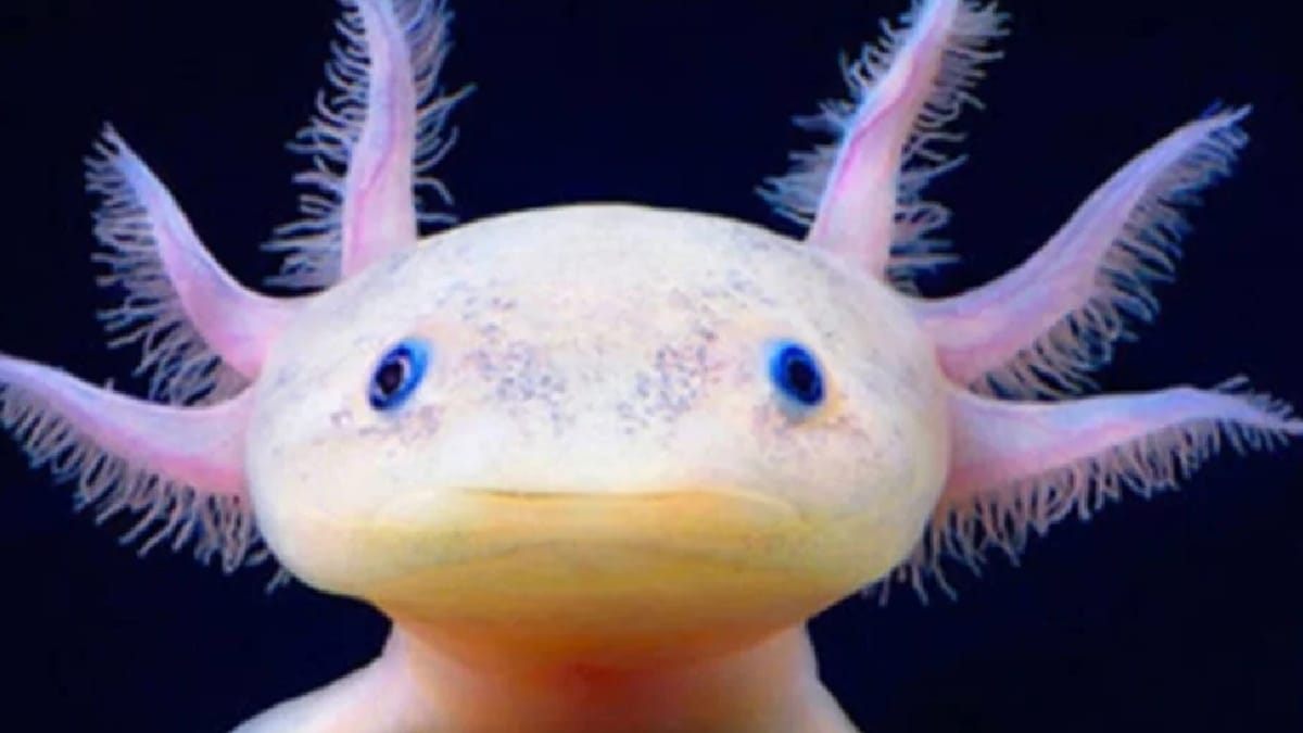 Axolote