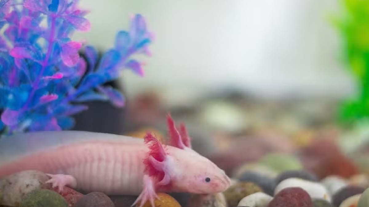 Axolote