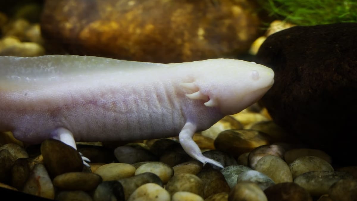 Axolote