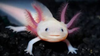 Axolote