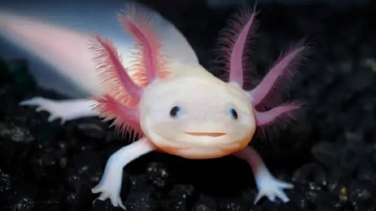 Axolote
