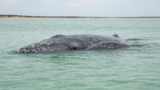Mãe e filhote de baleia cinzenta em águas rasas da Laguna San Ignacio, Baja California Sur