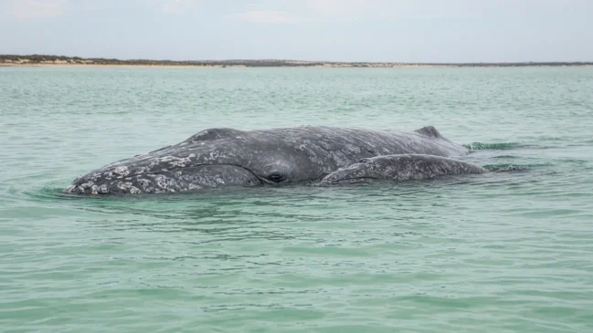 Mãe e filhote de baleia cinzenta em águas rasas da Laguna San Ignacio, Baja California Sur