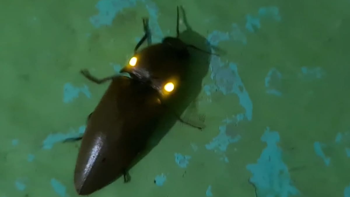 besouro de fogo (Pyrophorus noctilucus)