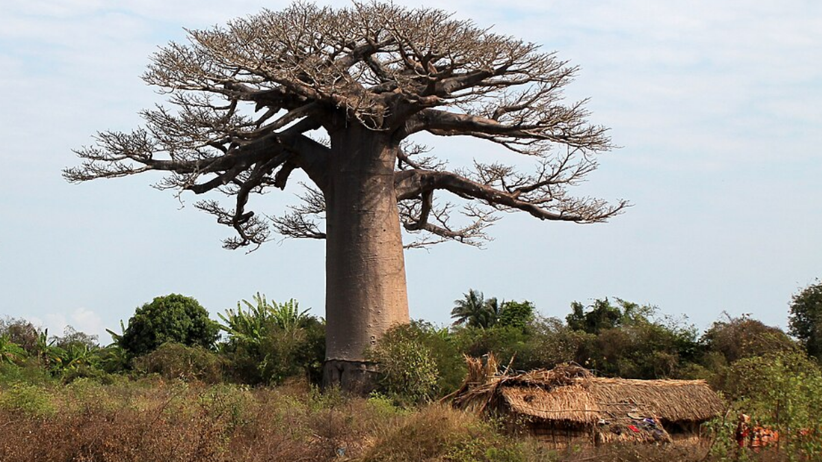 Baobá é uma das referências africanas presentes no projeto do rancho (Foto: Heinonlein / Wikimedia Commons)
