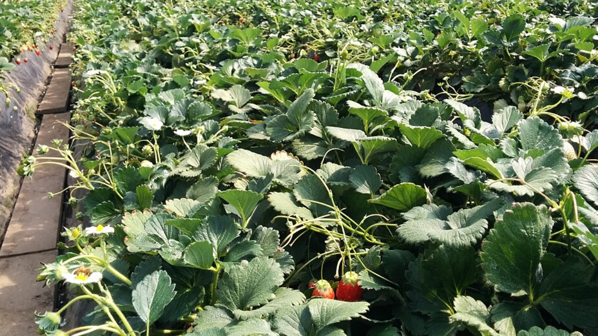Em 1990, a Toyonoka chegou ao auge e ocupava 37% da área cultivada analisada no Japão (Foto: Tyuvc / Wikimedia Commons)