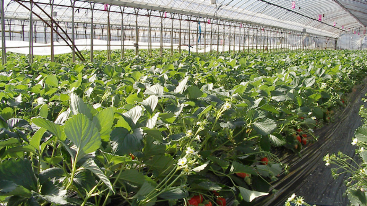 Em 1984, a Toyonoka ainda ocupava apenas 1,3% da área destinada às variedades de morango analisadas no Japão (Foto: Moja / Wikimedia Commons)