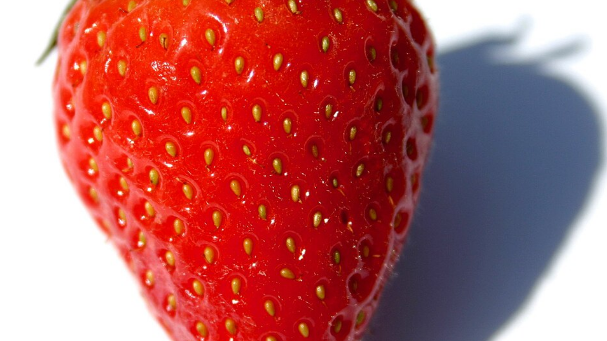Frutos grandes, aroma marcante, sabor e boa conservação ajudaram a Toyonoka a conquistar espaço no mercado japonês (Foto: FoeNyx / Wikimedia Commons)