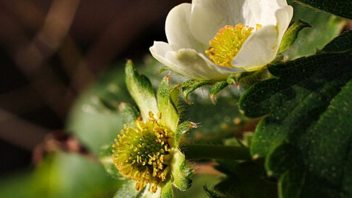 A variedade surgiu do cruzamento entre as cultivares Himiko e Harunoka, realizado por pesquisadores japoneses (Foto: Thegreenj / Wikimedia Commons)