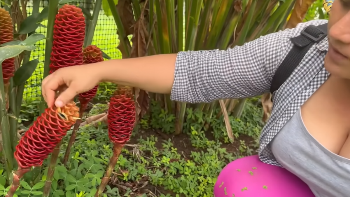 Rosa cuidando de alguns plantas ornamentais, conhecida como sorvetão, Zingiber spectabile (Foto: Reprodução / YouTube / Ecuador Y Sus Paisajes Oficial)