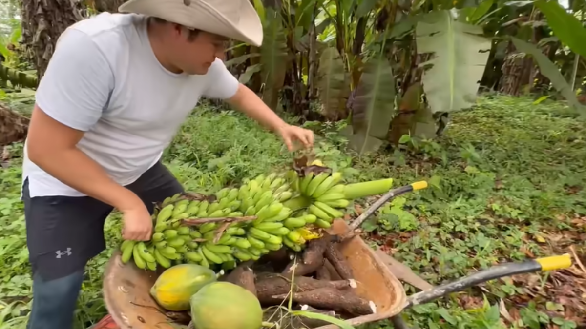 Repórter visitante da fazenda ajudando a realizar a colheita (Foto: Reprodução / YouTube / Ecuador Y Sus Paisajes Oficial)