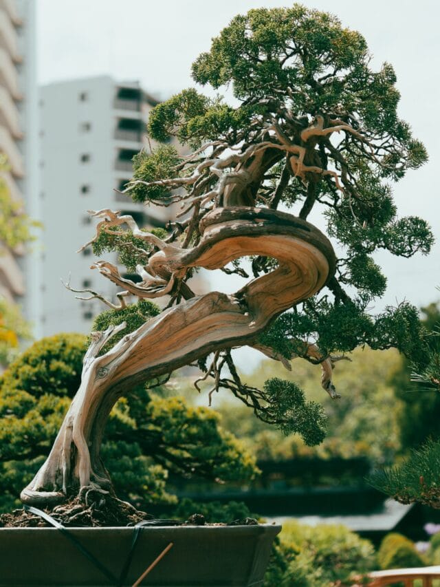 Bonsai: arte milenar transforma árvores em miniaturas que podem viver por centenas de anos, dar frutos e ser cultivadas dentro de casa