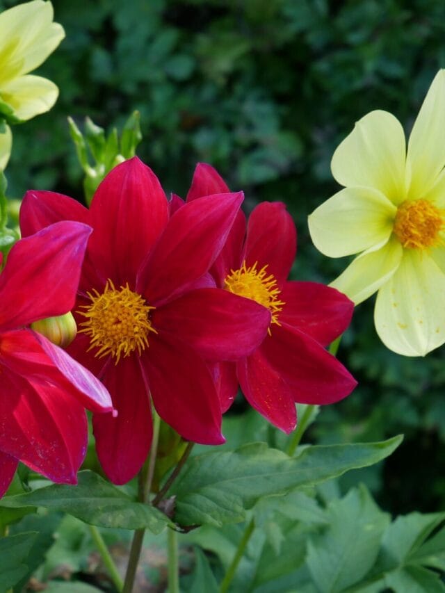 Jardim colorido na primavera: saiba quais flores plantar em setembro para aproveitar o calor e garantir um visual vibrante em casa
