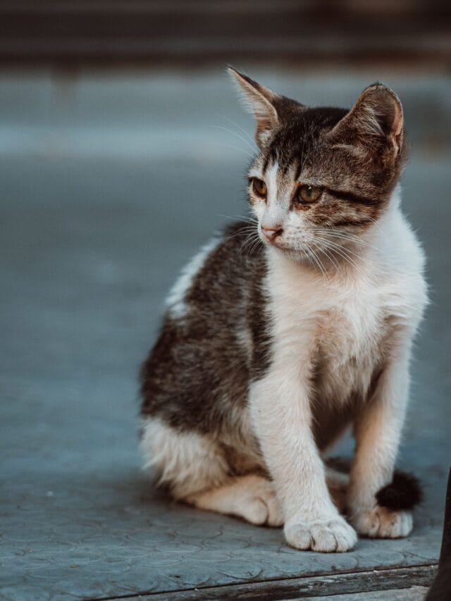 Deixar o gato sair de casa parece liberdade, mas os riscos podem custar vários anos de vida ao animal