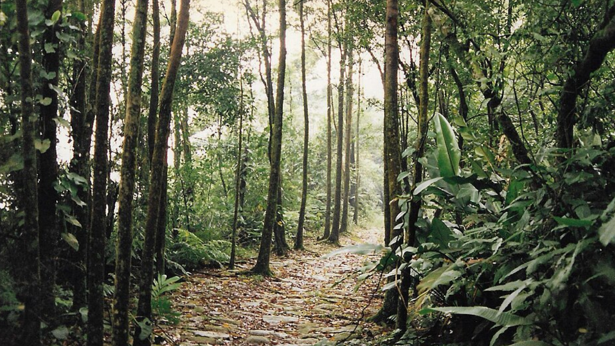 A viagem de Santos passou pela difícil Serra do Mar antes de D. Pedro chegar às proximidades do Ipiranga (Foto: Sueli Finoto / Wikimedia Commons)