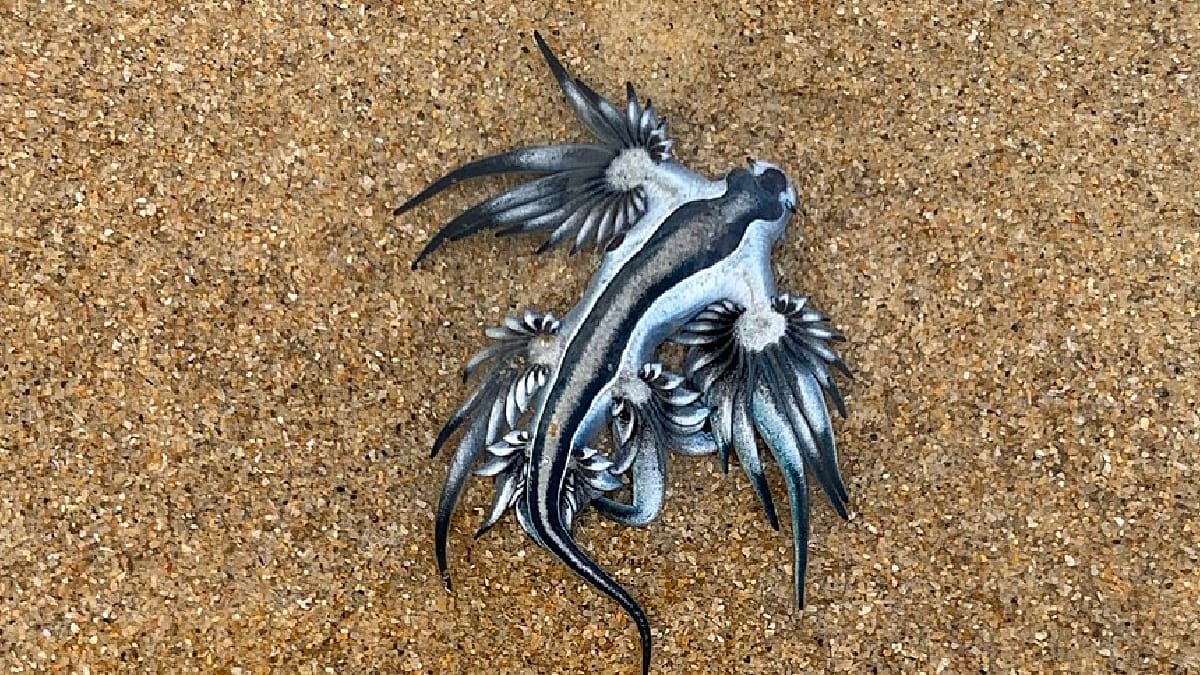Dragão-Azul