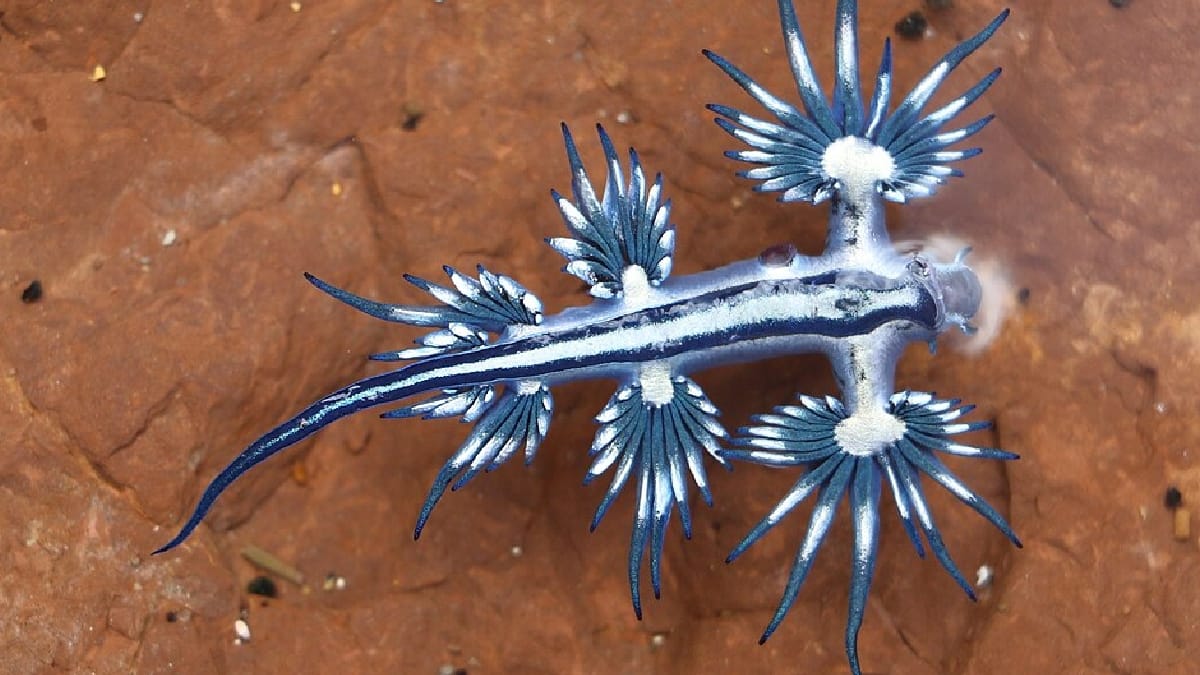 Dragão-Azul