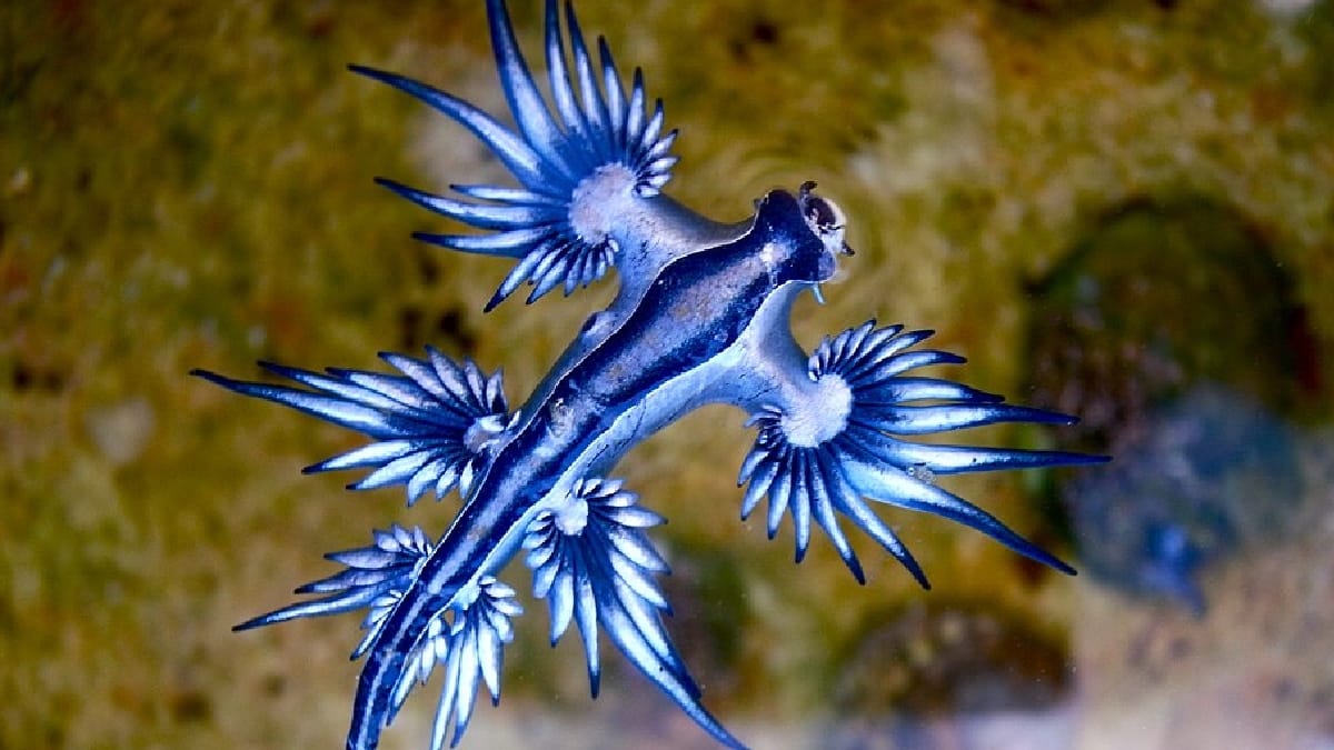Dragão-Azul