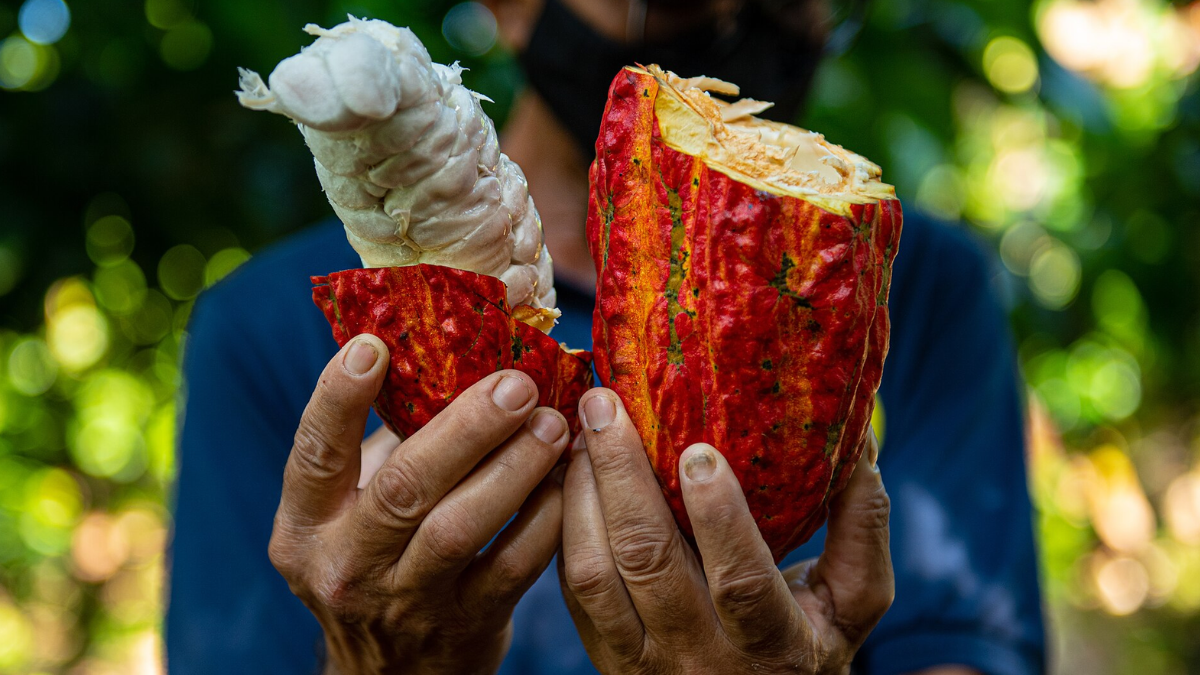 A abertura dos frutos permite retirar as sementes envolvidas pela polpa branca, utilizadas na fabricação do chocolate (Foto: Míriam Ramalho / Wikimedia Commons)