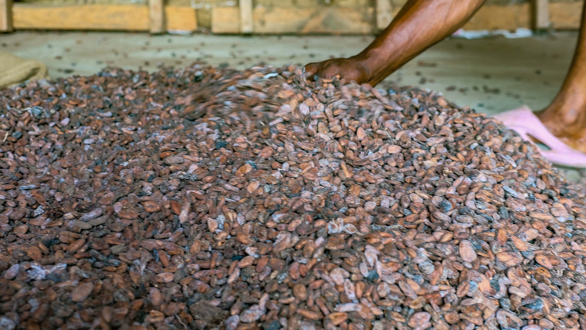 Depois da fermentação, as amêndoas são secas para reduzir a umidade e prepará-las para armazenamento e processamento (Foto: Ei'eke / Wikimedia Commons)