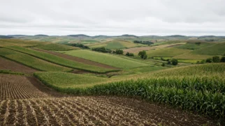 Campos ondulados com faixas de cultivo e solo coberto em fazenda no meio-oeste dos Estados Unidos
