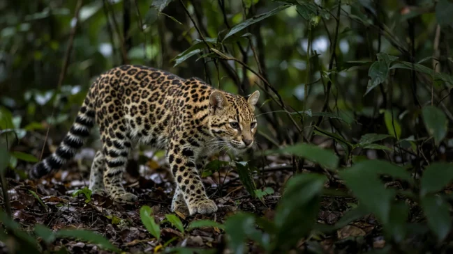 Felino pequeno do complexo Leopardus em vegetação densa, ilustrando a linhagem críptica recém-separada na América do Sul.