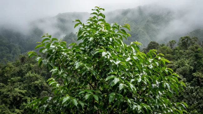 Imagem limpa em 16:9 com o bosque invasor de guayabo de morango no centro, folhas brilhantes e troncos finos ocupando o plano principal sob luz difusa de altitude.