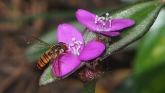 lambari-roxo (Tradescantia zebrina) (Foto: Mark Marathon/Wikimedia Commons)