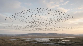 Bando denso de aves migratórias cruzando o céu sobre vale úmido