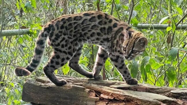 Um exemplar encontrado ainda filhote em 2016 permanece sob cuidados em um refúgio de animais na Bolívia.