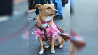 Fotografia em plano médio de um cão vira-lata caramelo de pequeno porte sentado em piso pavimentado. O animal está vestido com um traje típico alemão nas cores xadrez vermelho e branco, com saia/avental marrom e coleira rosa, olhando atentamente para a lateral em um ambiente de evento ao ar livre