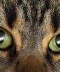 O que o seu cachorro e gato realmente enxergam quando as luzes se apagam?