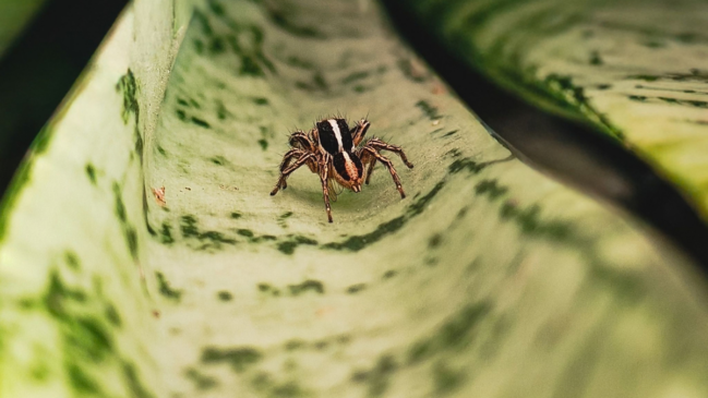 Com folhas que crescem em cascata e pequenas mudas que surgem em suas hastes, espécie também virou uma opção popular para deixar ambientes internos mais verdes (Foto: Pexels)